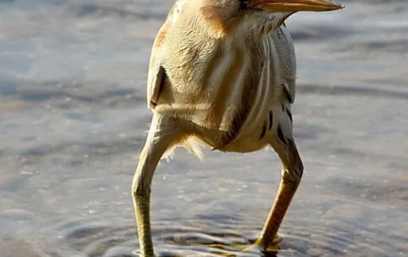 bird 1