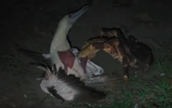coconut crab