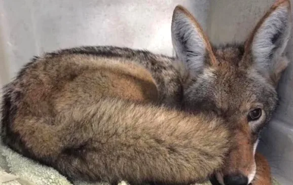 coyote