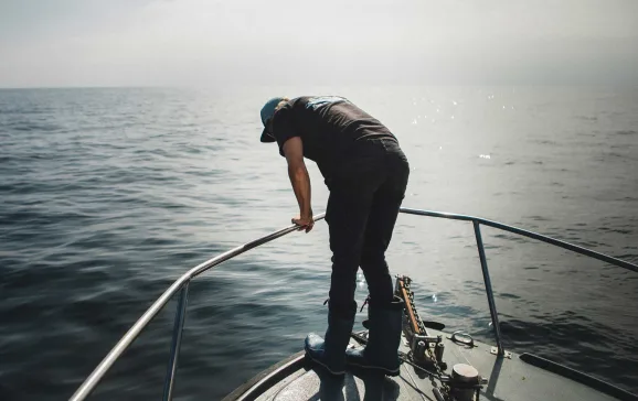 declining shark population 1