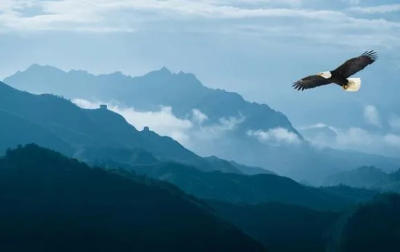 eagle 680x345