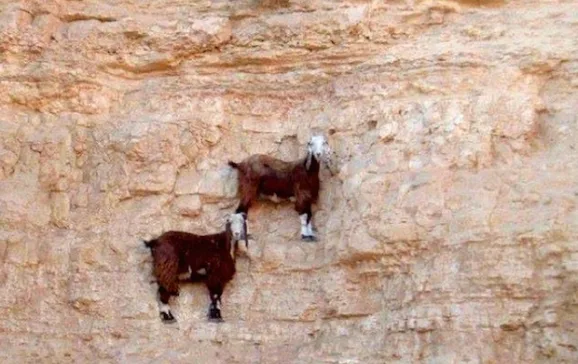 jornal ciencia goat 4