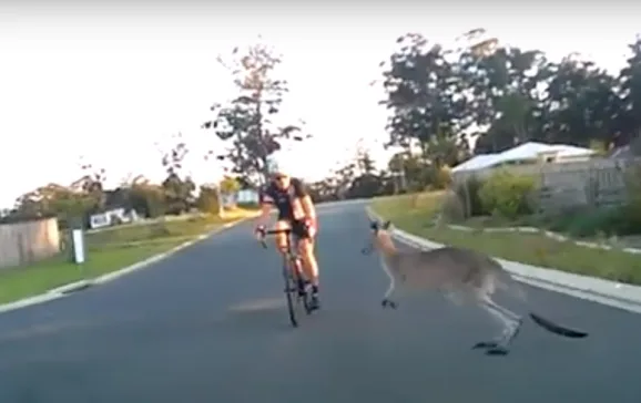 kangaroo hits cyclist australia