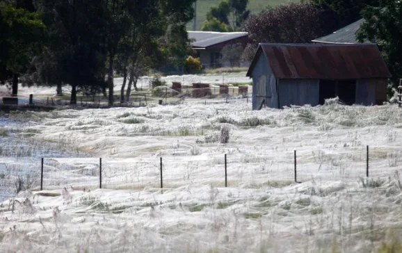 raining spiders australia 680x452