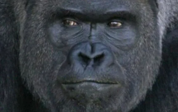 shabani one