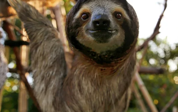 sloth