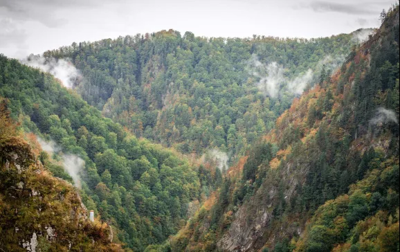 southern carpathian mountains romania bison