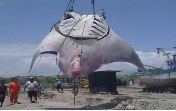 stingray