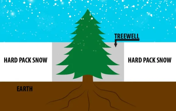 tree image 01 680x510