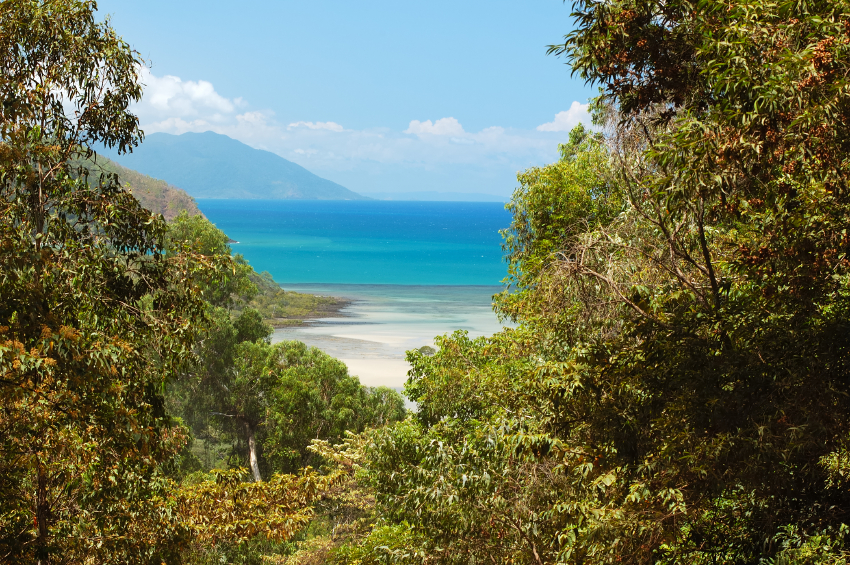 Best Beaches in Australia to Visit on a Gap Year: Cape Tribulation