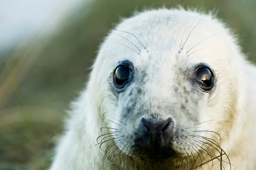 10 Best Things to Do on a Gap Year in New Zealand baby seal