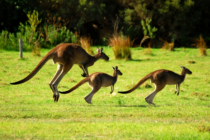 Gap year in Australia