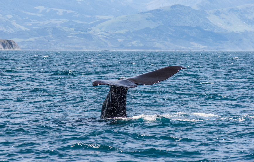 10 Best Things to Do on a Gap Year in New Zealand whales
