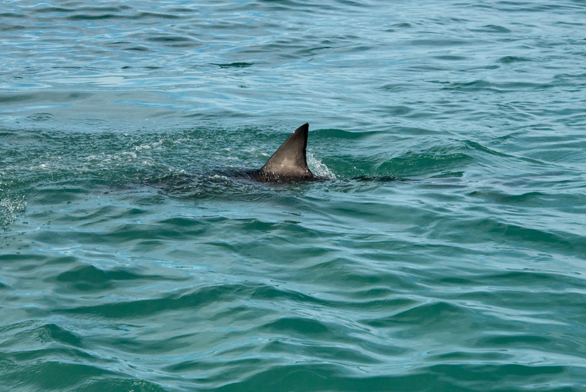 Shark fin