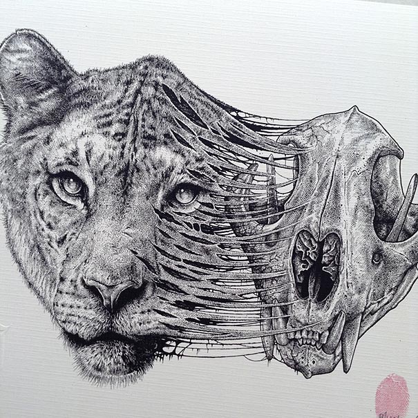 Paul-Jackson-Toronto-Animals-Drawings