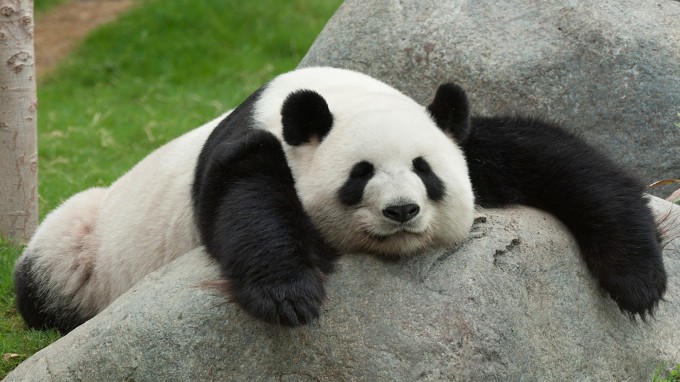 Lazy-Panda