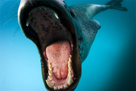 Leopard Seal Adult 2