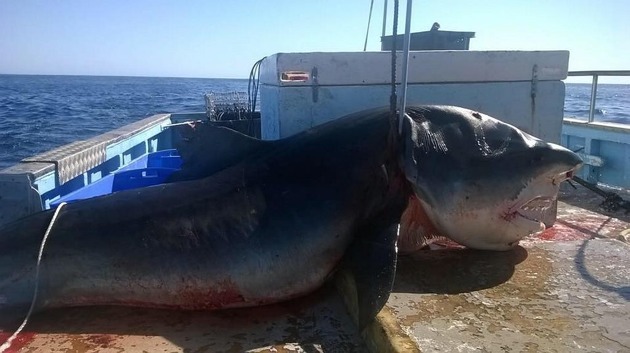 Super-Massive-Dead-Shark