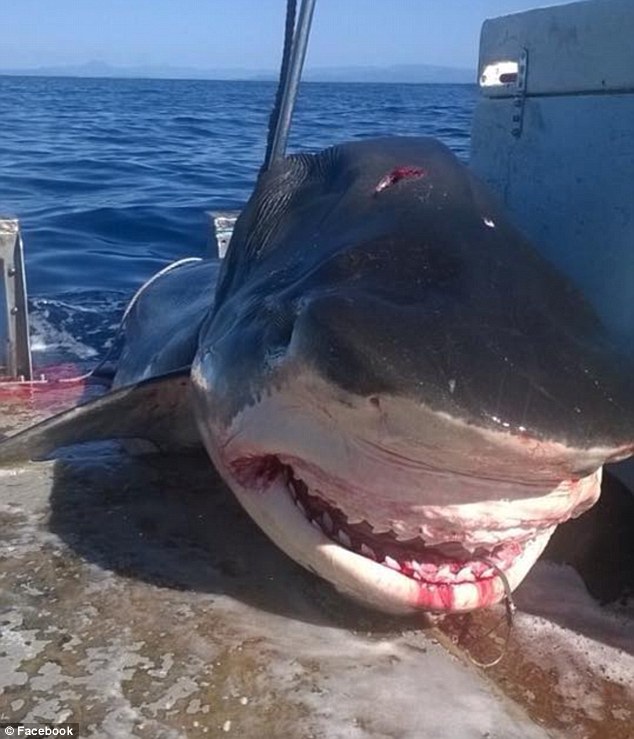 Monster Shark Lennox Head Australia