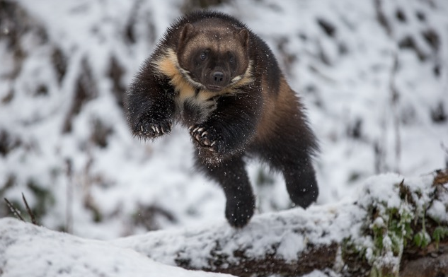 Photo: Todd Steitle Photography / kroschelfilms.com