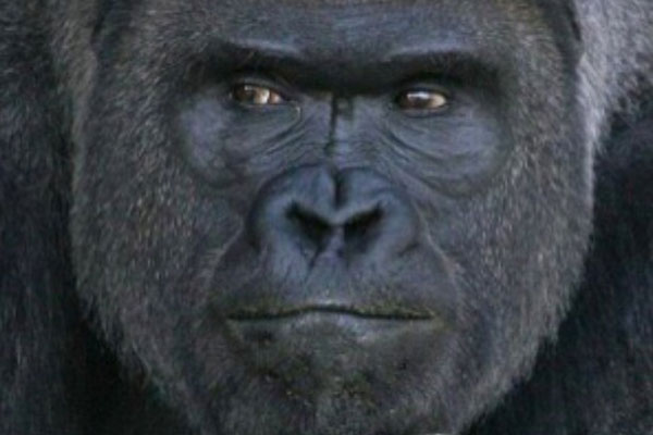 shabani-one