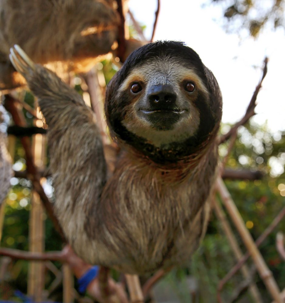 sloth tattoos