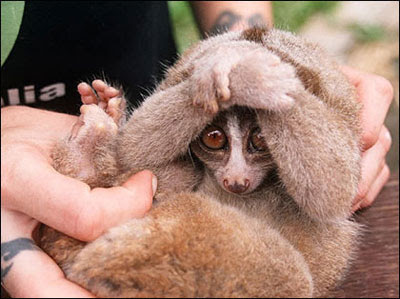 Slow Loris defence