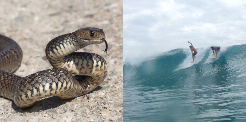 Snake