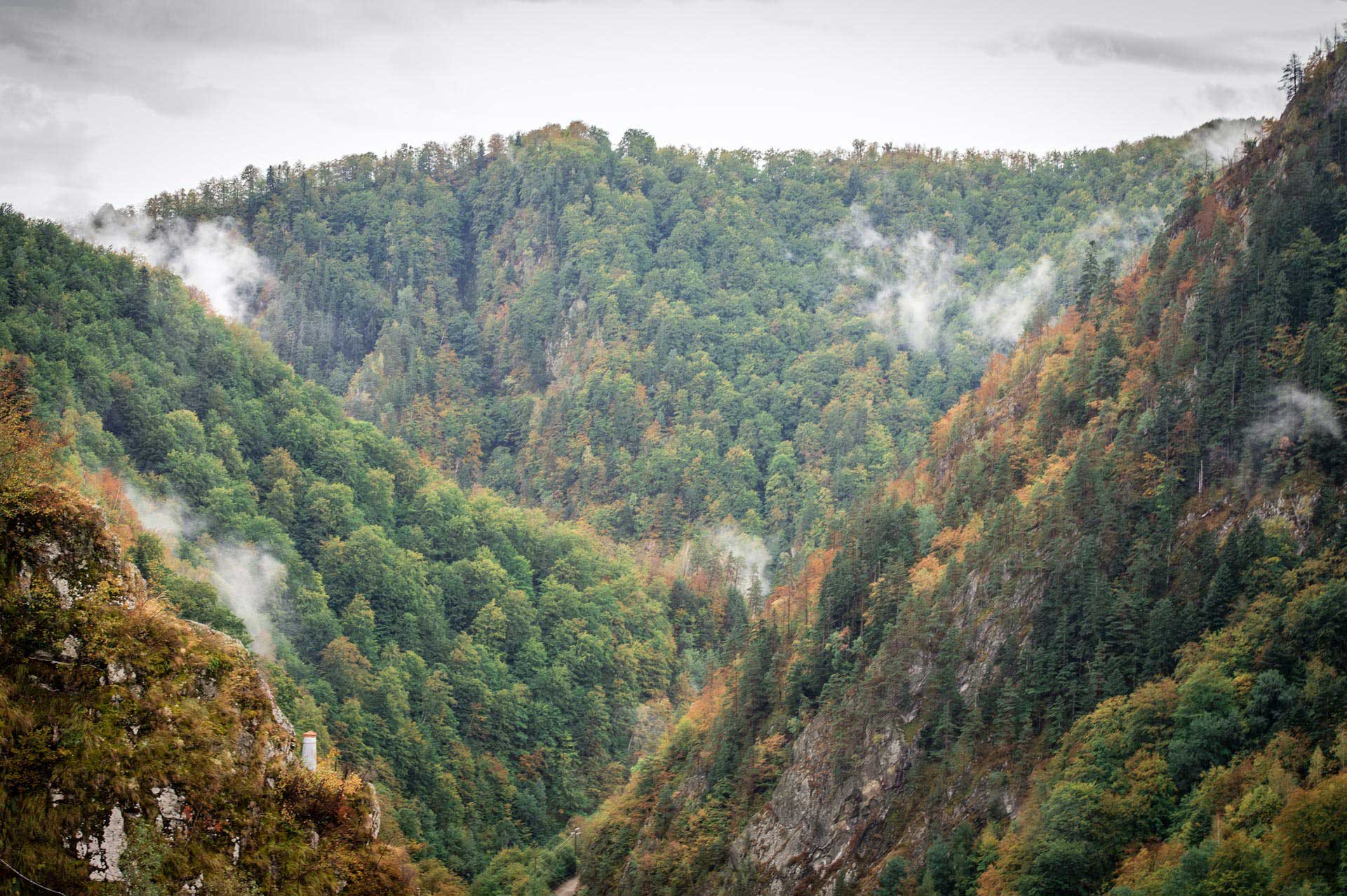 Southern-Carpathian-Mountains-Romania-Bison