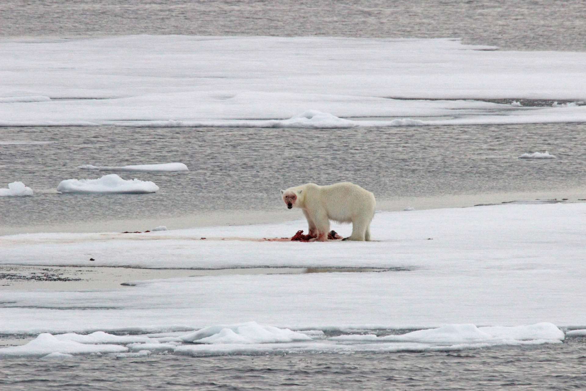 The-Terror-Polar-Bears-Franklin-Expedition