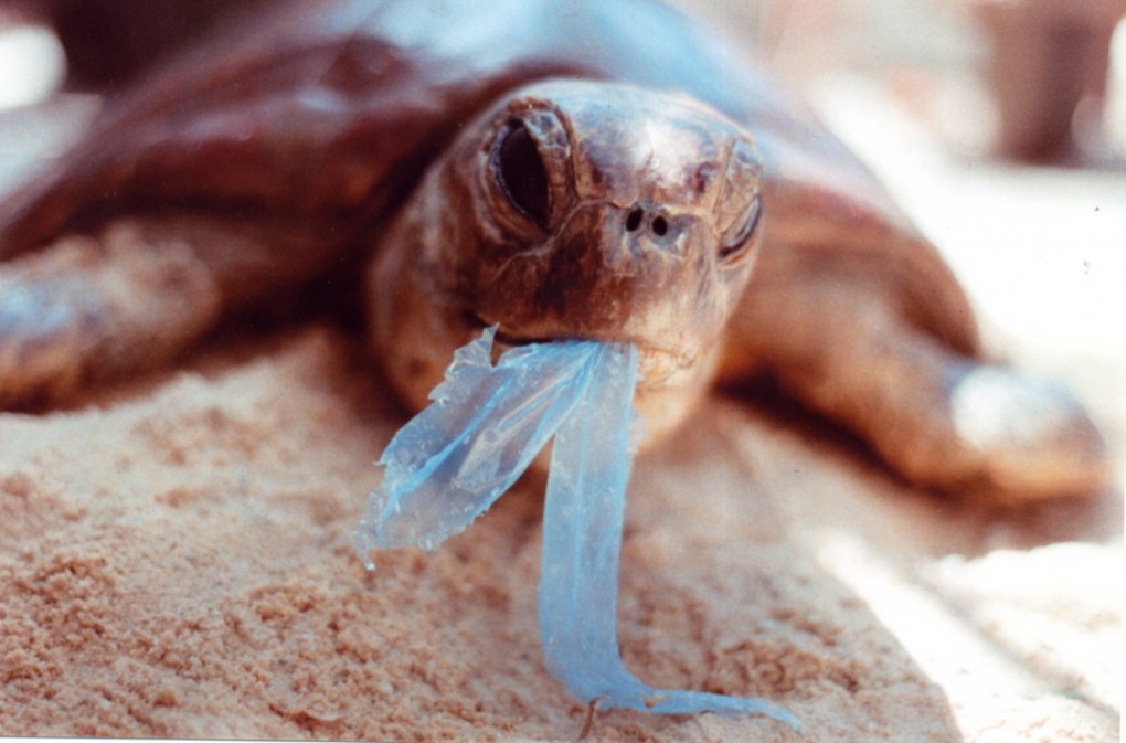 Turtle_eating_bag