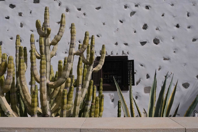 Is It Safe To Travel La Gomera Canary Islands Cactus