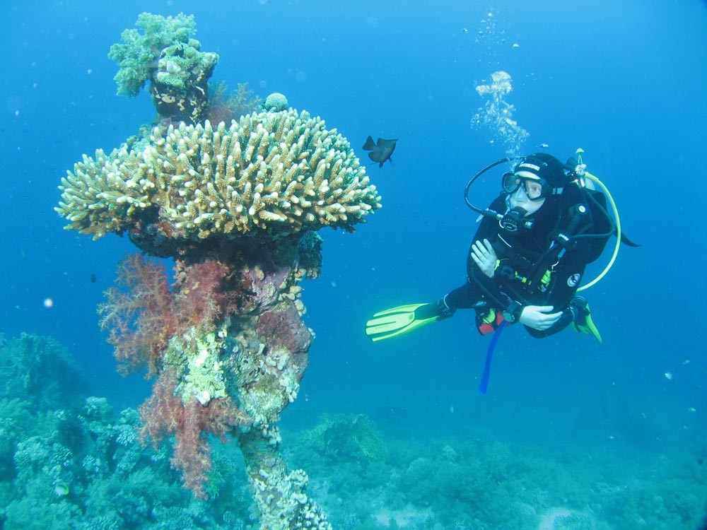 1863 jo dives at ras mohammed egypt