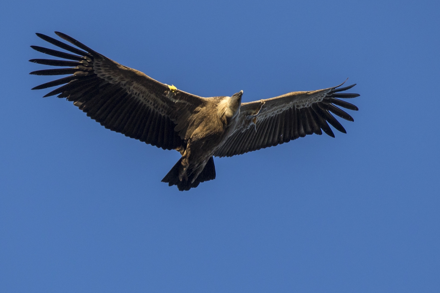 Bird of Prey flying through blue sky, Cavalls del Vent, Catalonia