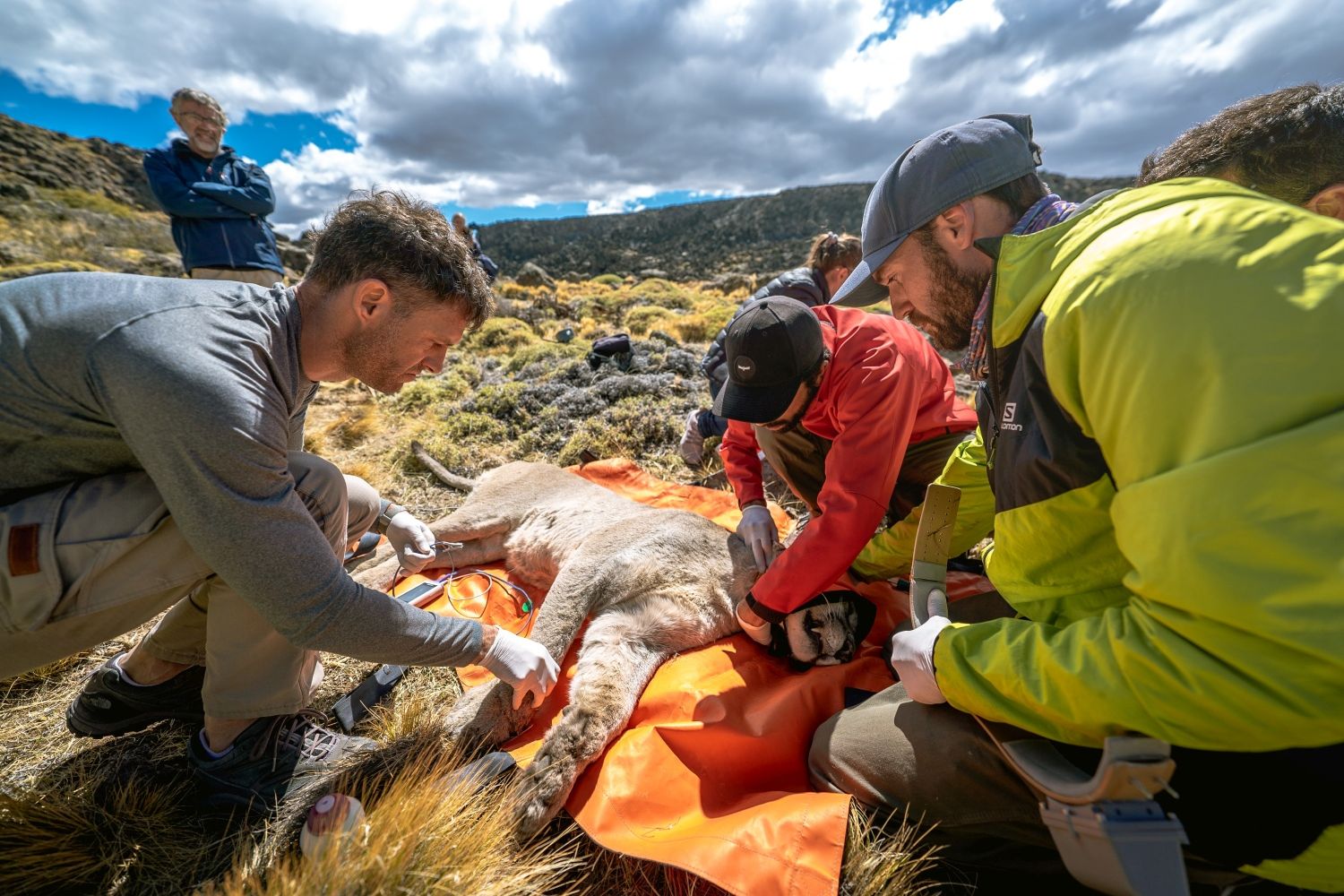 Group of people collaring a puma in rocky mountains, Patagonia 