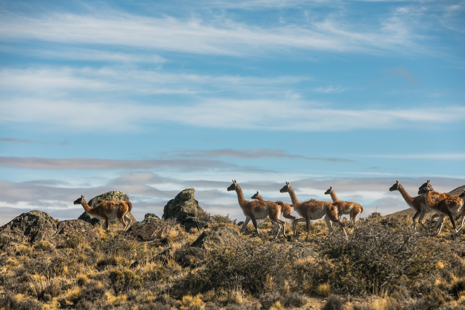 Guanaco herd on mountain top, Patagonia 