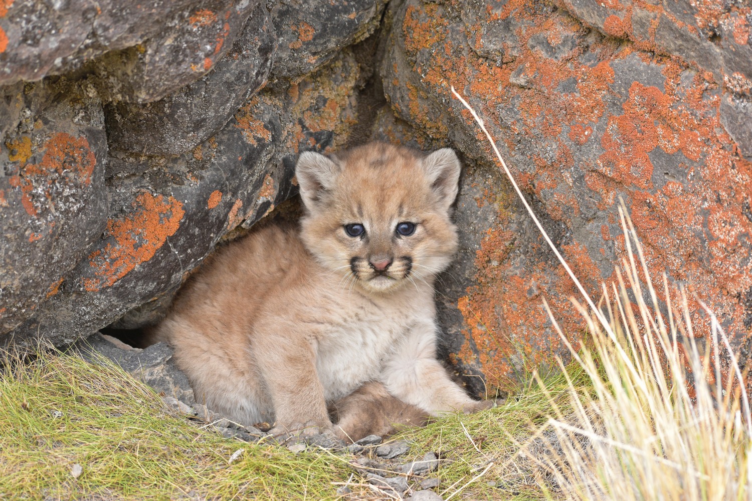 Puma cub in the crevasse of a rock, Patagonia