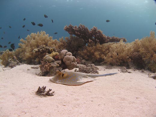 A blue spotted stingray Egypt