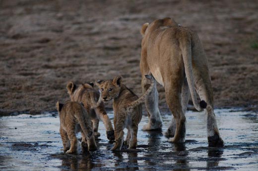A lion cub steals a backwards glance in Ruaha National Park Tanzania