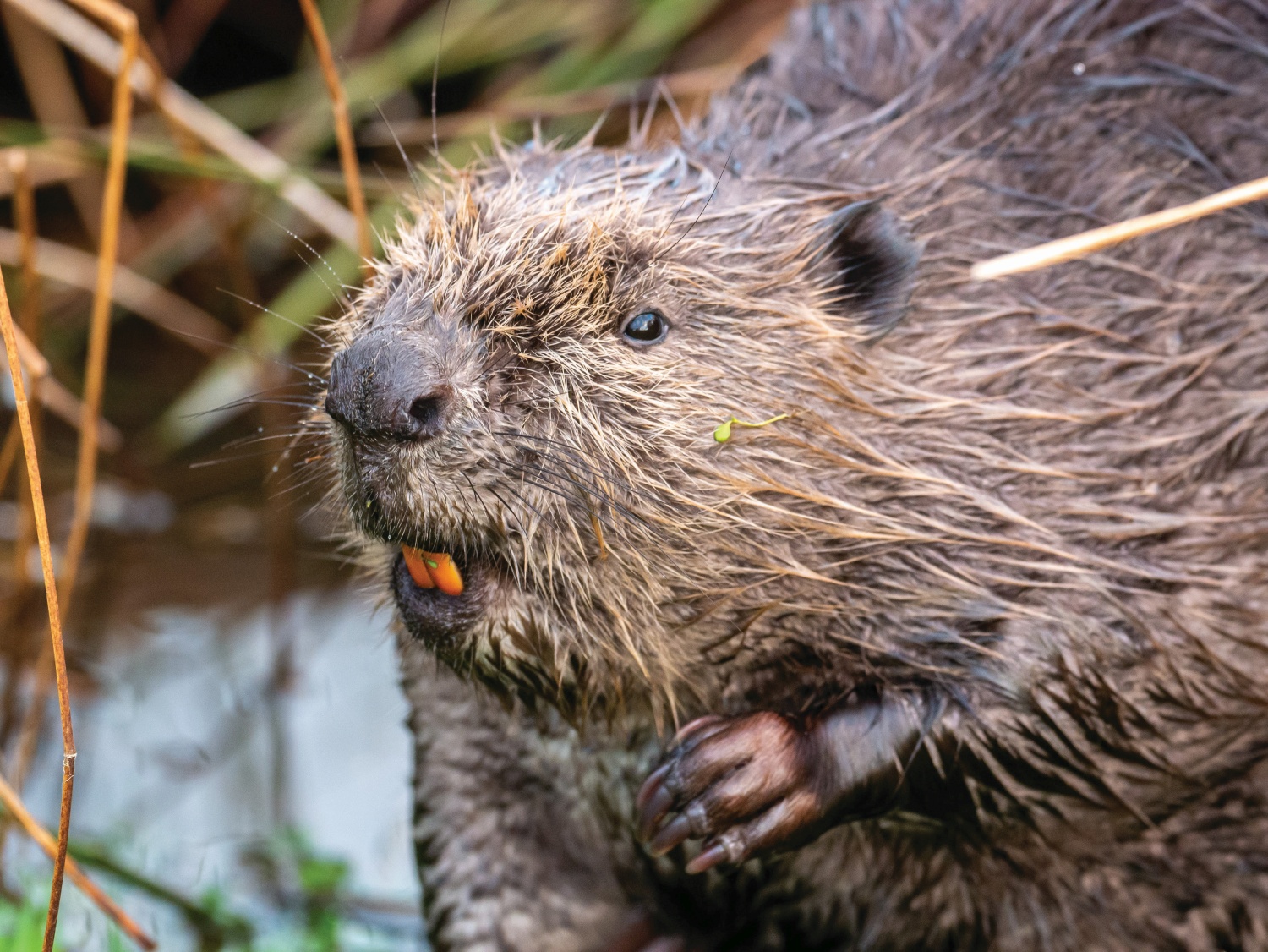 bamff-beaver-perthshire-scotland