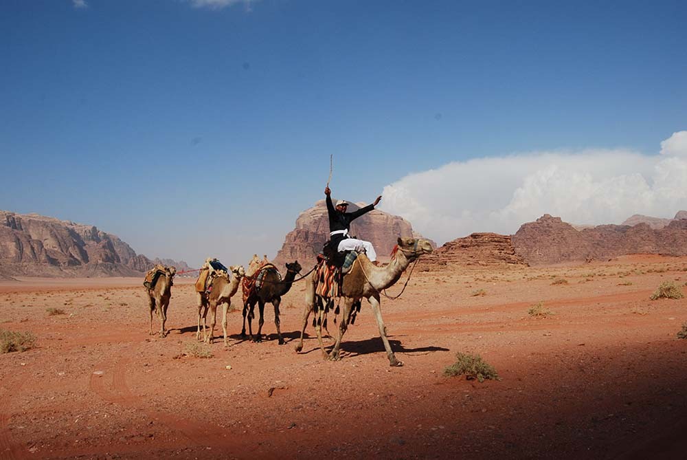 camels in wadi rum