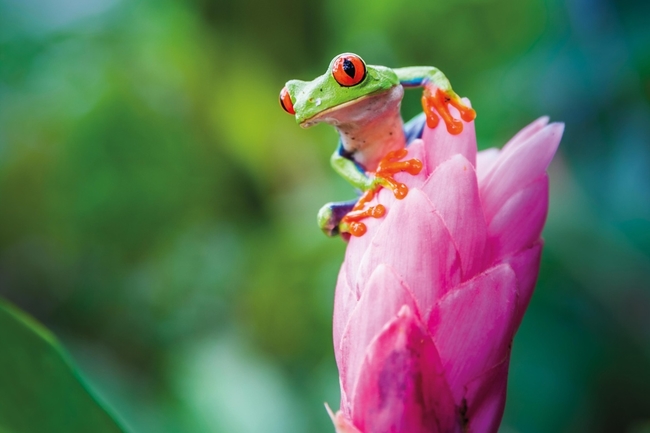 Costa-Rica---Wildlife---Red-Eyed-Tree-Frog---AdobeStock_156508129_e.jpg