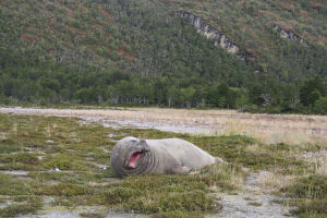Elephant Sea Yawning