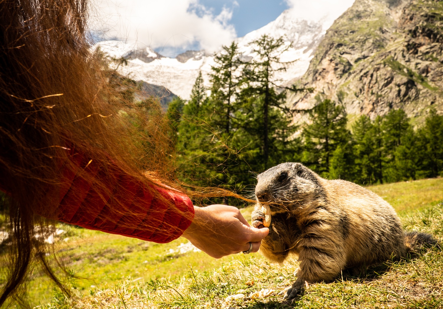 feeding-marmots-saas-fee