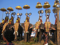 IndiaElephants