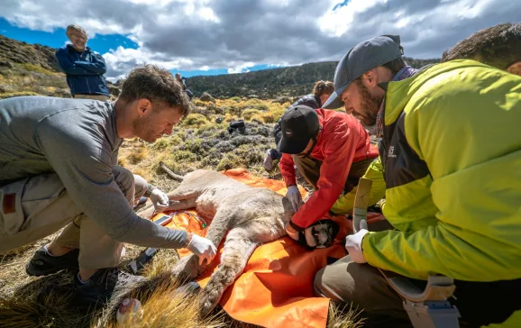 Group of people collaring a puma in rocky mountains Patagonia CREDIT Haracio Barbieri