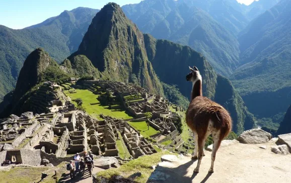 lama over machu piccu