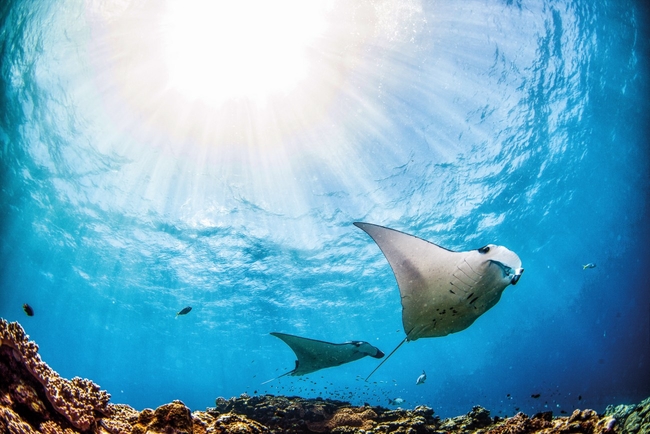 Ishigaki Japan two Manta Rays Scuba Diving CREDIT iStock.jpg