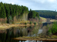 Kielder-Forest