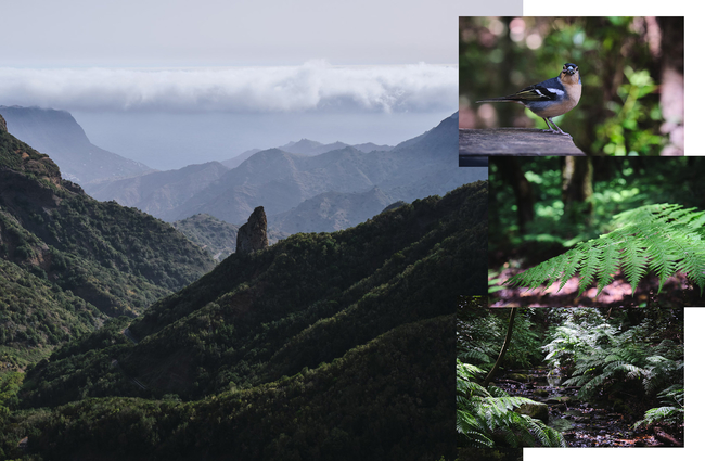 La Gomera Walking Canary Islands Hiking Adventure Dan WildeyDJWA2894 3648 Collage 1 Green